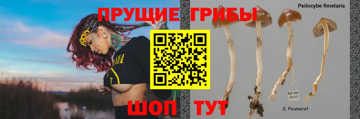 где найти   Псилоцибиновые грибы Cubensis  Вход с VPN  Мончегорск 