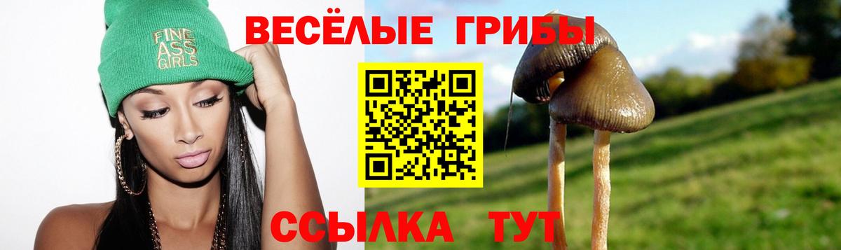 Псилоцибиновые грибы Psilocybine cubensis Мончегорск